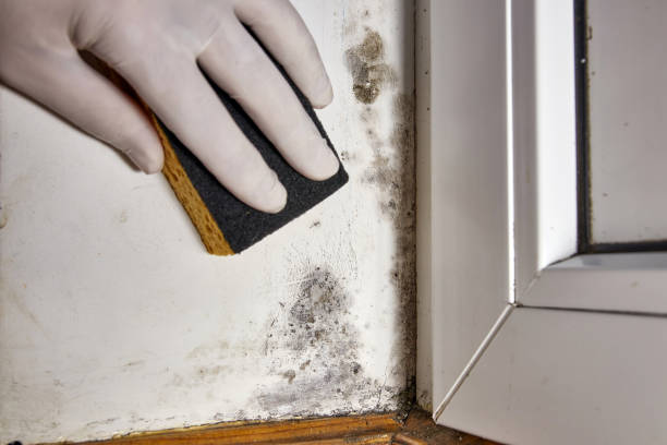Best Commercial Mold Inspection  in Suwanee, GA